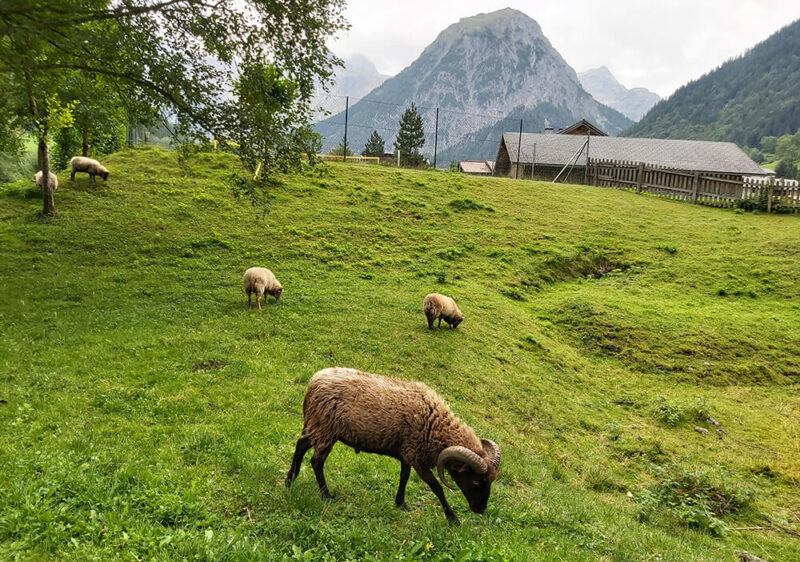 Idylic scenery of cottages, sheeps in Brand, Austrian Alps
