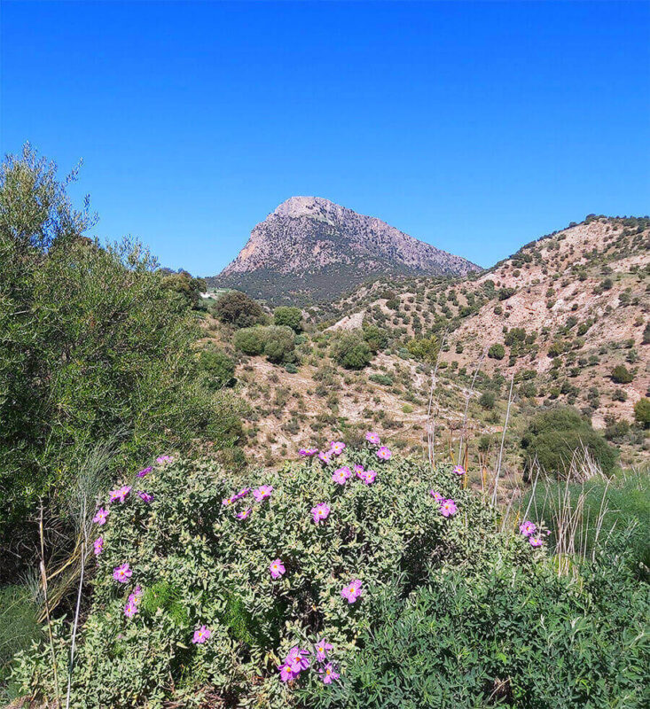 Andalusian nature in Grazalema