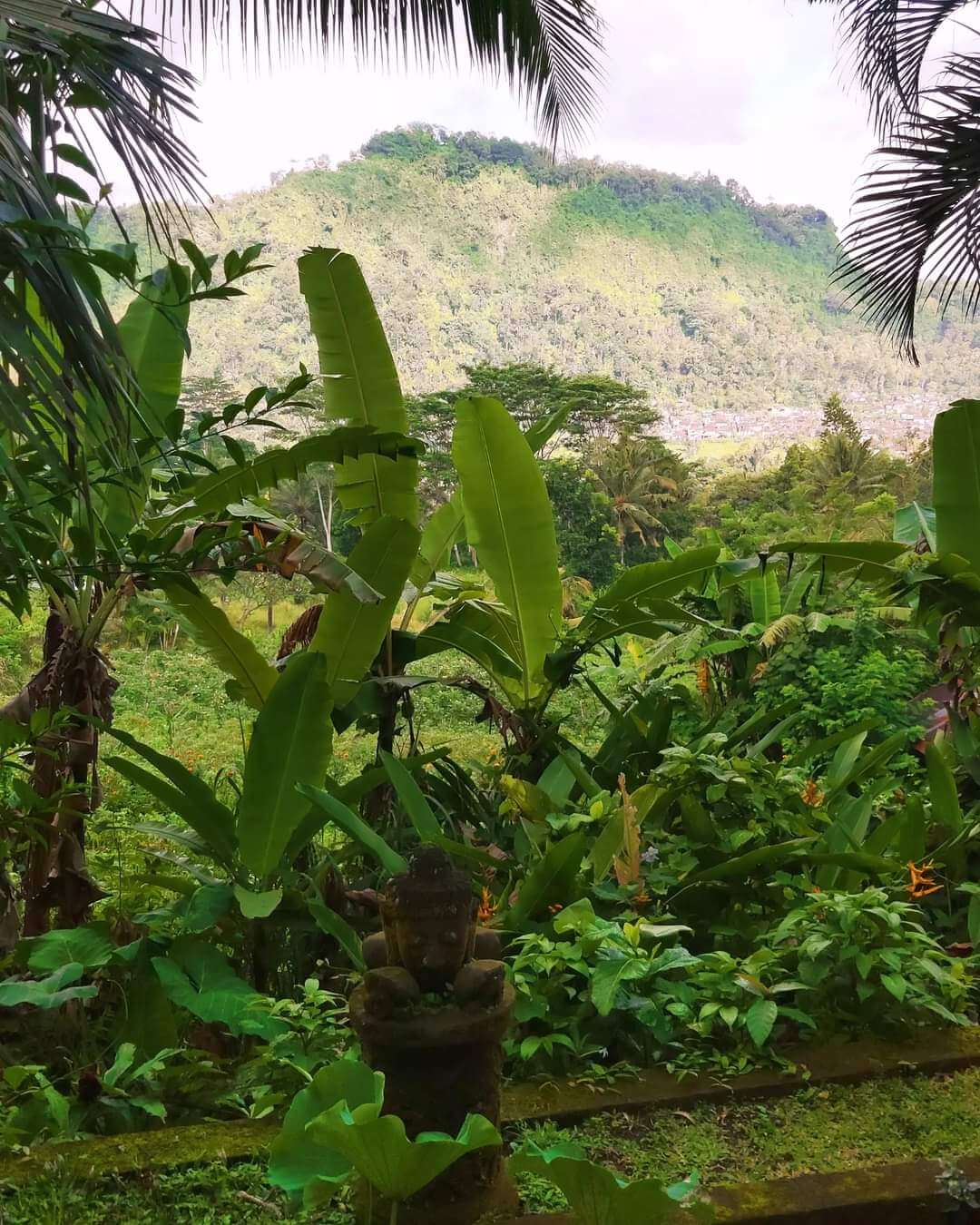 Views to rice fiedls and jungle from accommodation in Sidemen in Bali