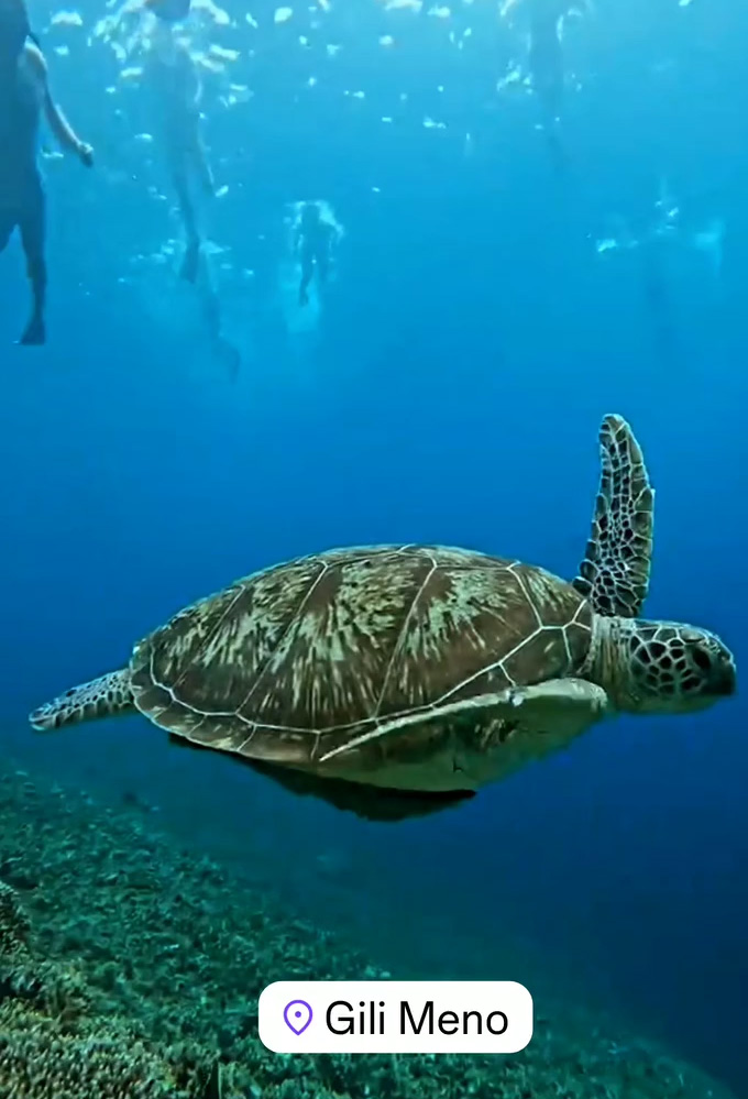 Swimming and snorkeling with turtles in Gili Trawangan